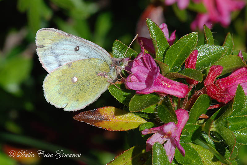 Colias phicomone    Prealpi Vicentine